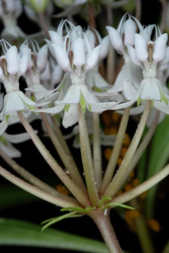 Aquatic Milkweed (Asclepias perennis)