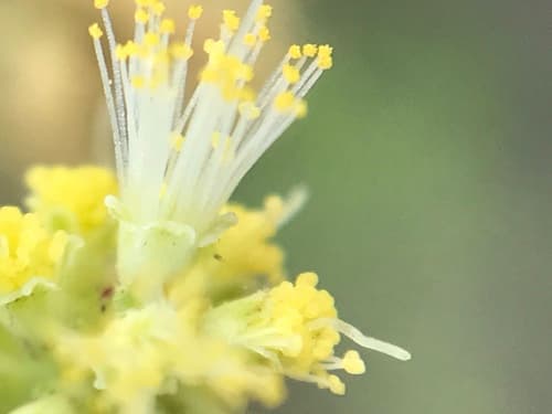 Blackbrush Acacia (Vachellia rigidula)