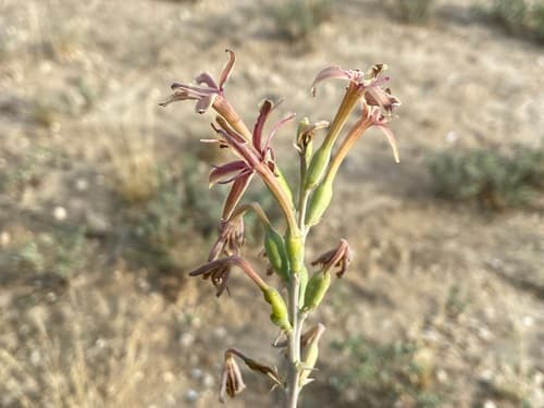 Longflower Tuberose (Manfreda longiflora)
