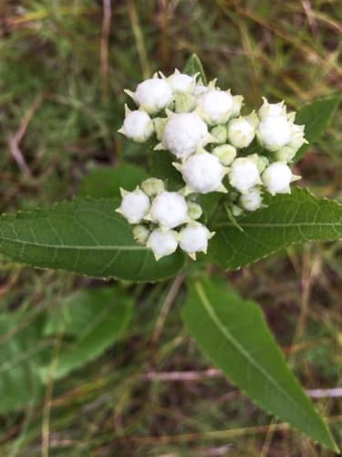 American Feverfew (Parthenium integrifolium)