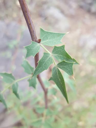 Mahonia haematocarpa (Mahonia haematocarpa)