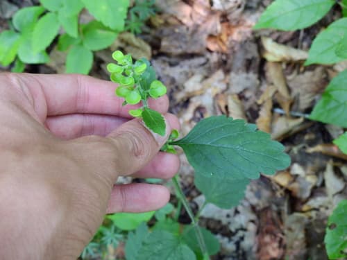Hairy Skullcap (Scutellaria elliptica)
