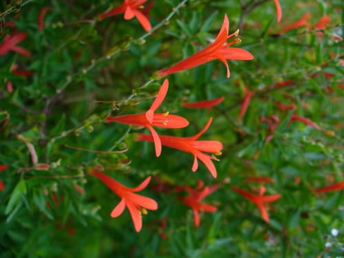 Flame acanthus (Anisacanthus quadrifidus)
