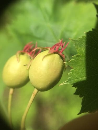 Variable Hawthorn (Crataegus macrosperma)