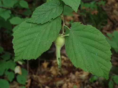 Beaked Filbert (Corylus cornuta)