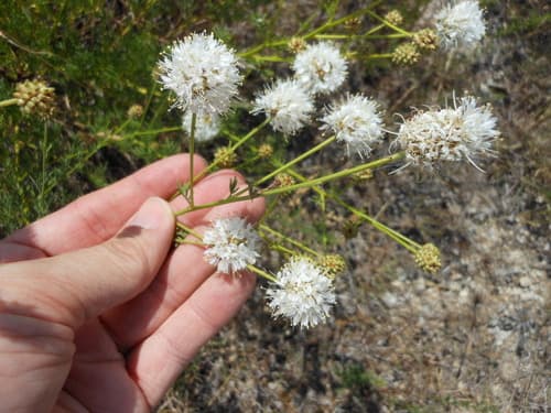 Roundhead prairie clover (Dalea multiflora)