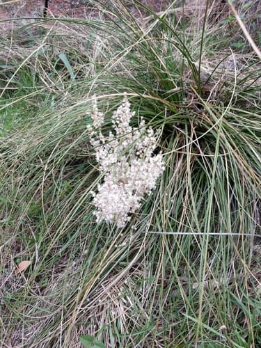 Texas Beargrass (Nolina texana)