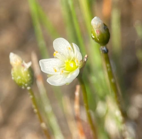 Great Sundew (Drosera anglica)