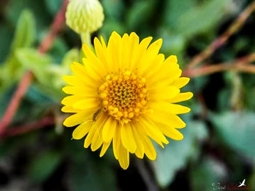 Camphor Daisy (Rayjacksonia phyllocephala)
