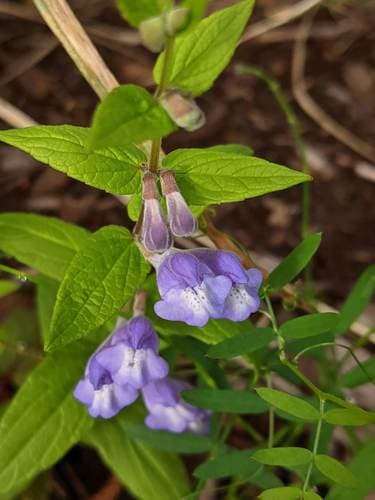 Marsh Scullcap (Scutellaria galericulata)