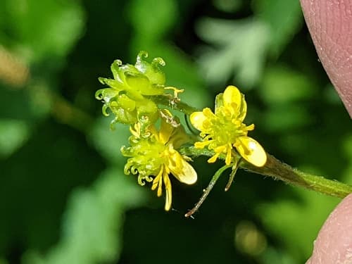 Woodland Buttercup (En) (Ranunculus uncinatus)