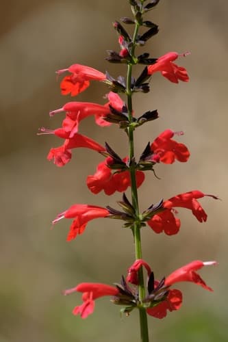 Scarlet Sage (Salvia coccinea)