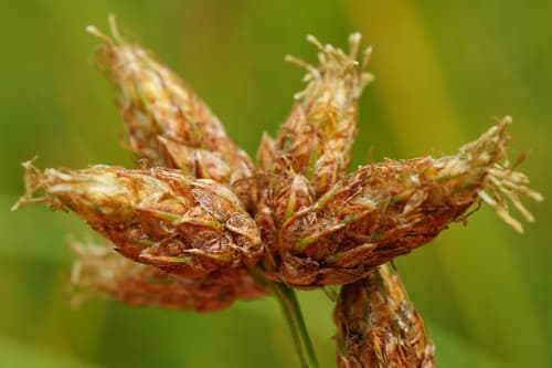 Great Bulrush (Schoenoplectus tabernaemontani)