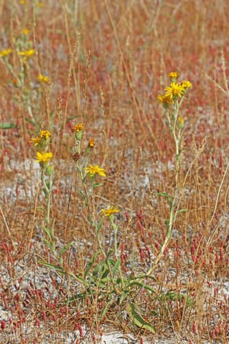 Lance-leaf Goldenweed (Pyrrocoma lanceolata)