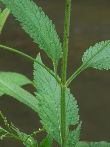 Burvine (Verbena urticifolia)