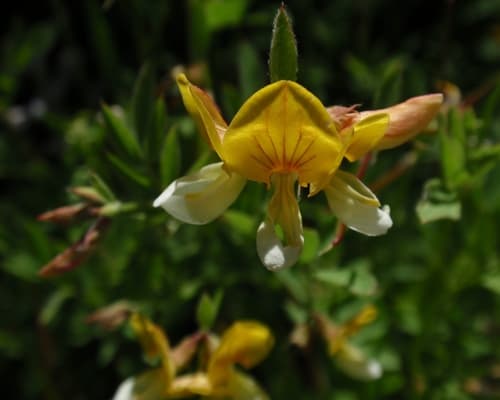 Copper-flowered Bird's-foot Trefoil (Hosackia oblongifolia)