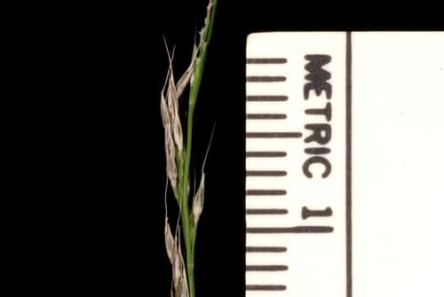 Nimblewill (Muhlenbergia schreberi)