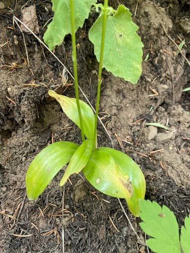 Alaska Orchid (Platanthera unalascensis)