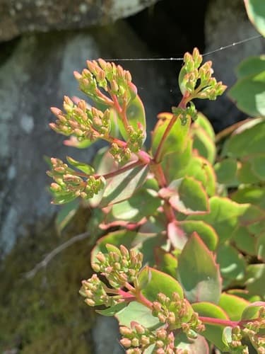 Live-for-ever (Hylotelephium telephioides)