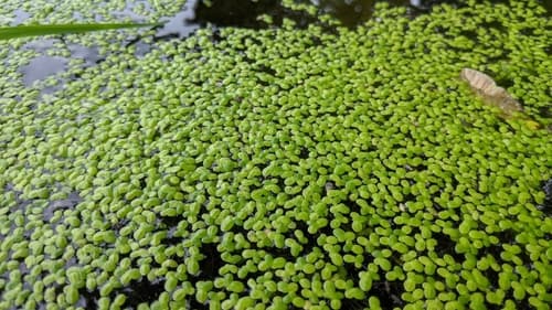 Duckweed (Lemna minor)
