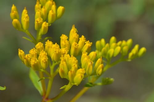 Yellowtop (Flaveria linearis)