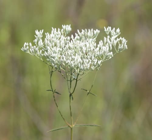 Justiceweed (Eupatorium leucolepis)