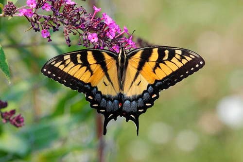 Eastern Tiger Swallowtail (Papilio glaucus)