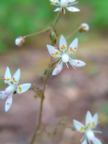 Russethair Saxifrage (Micranthes ferruginea)