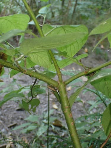 Red-osier Dogwood (Cornus stolonifera)