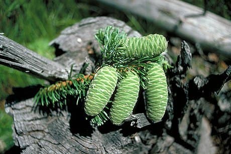 Giant fir (Abies grandis)