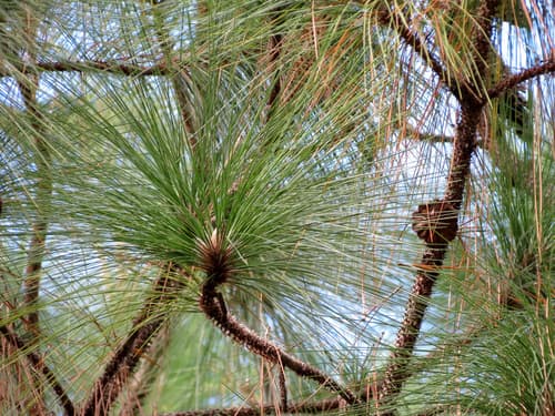 Longleaf Pine (Pinus palustris)