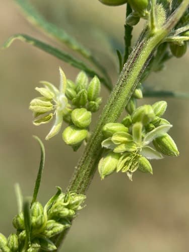 Hemp (Cannabis sativa)