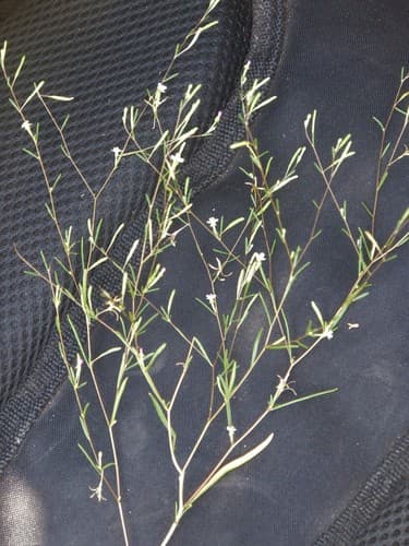 Pinyon Groundsmoke (Gayophytum ramosissimum)