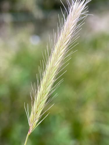 Meadow Barley (Hordeum brachyantherum)