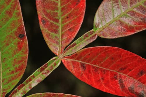 Black Sumac (Rhus copallina)