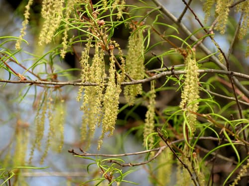 Willow Oak (Quercus phellos)