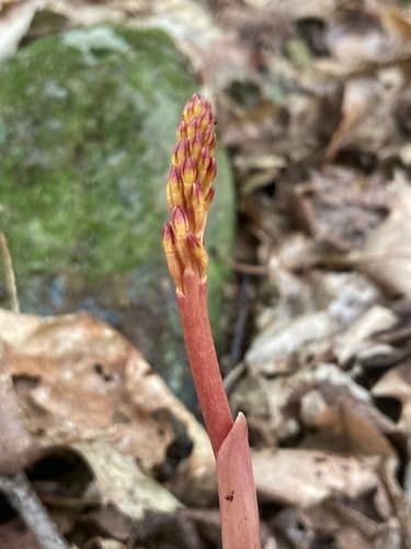Summer Coralroot (Corallorhiza maculata)