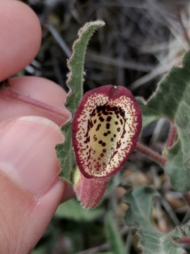 Cory's Dutchman's-pipe (Aristolochia coryi)