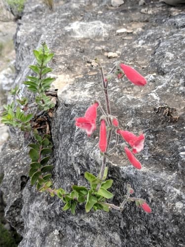 Rock Penstemon (Penstemon baccharifolius)
