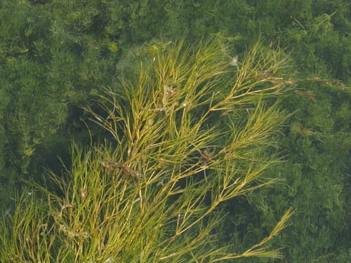 Sago Pondweed (Potamogeton pectinatus)