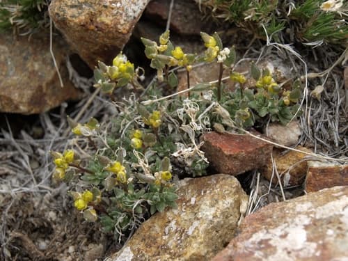Few-Seeded Draba (Draba oligosperma)