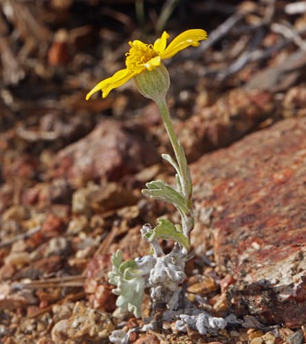 Common Woolly Sunflower (Eriophyllum lanatum)