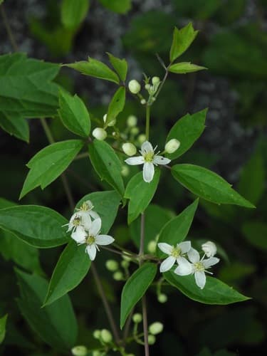 Virgin's-bower (Clematis virginiana)