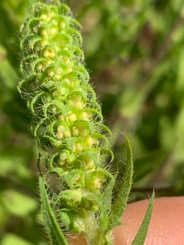 Southern Ragweed (Ambrosia bidentata)