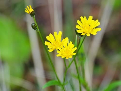 Green Crepis (Crepis capillaris)