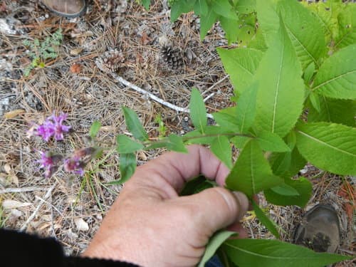 Western Ironweed (Vernonia baldwinii)