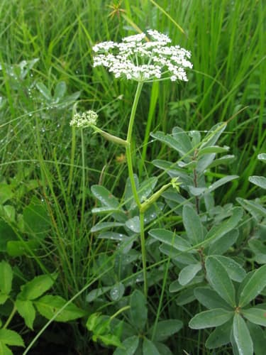 Kneeling Angelica (Angelica genuflexa)