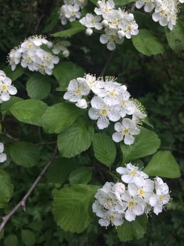 Hillside Hawthorn (Crataegus punctata)