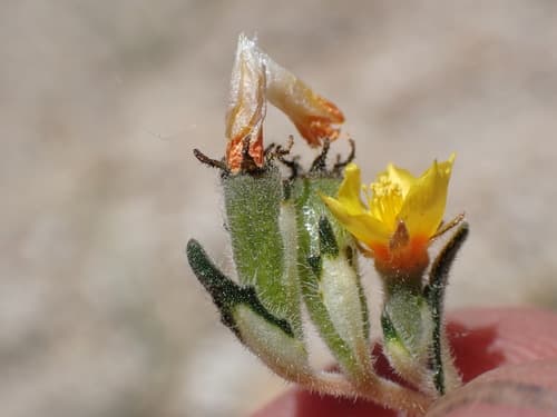 Variegated-bract Blazingstar (Mentzelia montana)