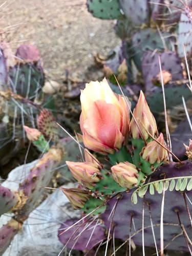 Purple prickly pear (Opuntia violacea)